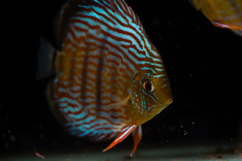 Iripixi Royal 4