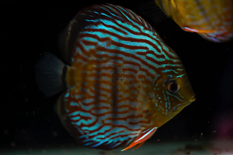 Iripixi Royal