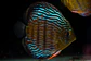 Iripixi Royal - Thumbnail 1