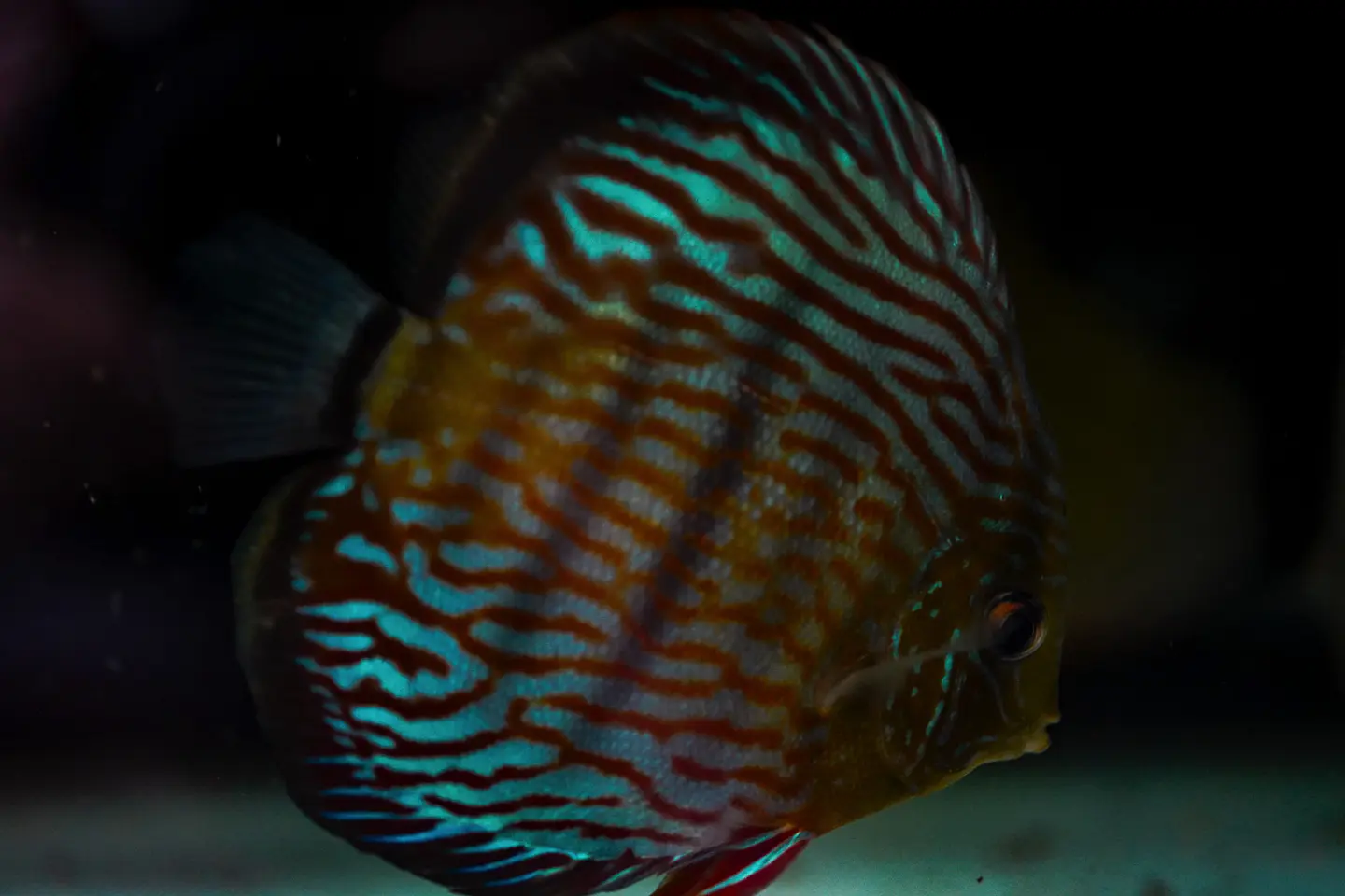 Iripixi Royal 3