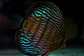 Iripixi Royal - Thumbnail 3