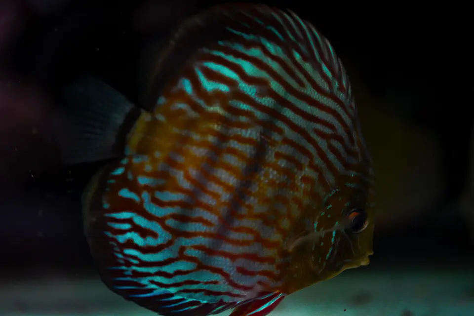 Iripixi Royal 3