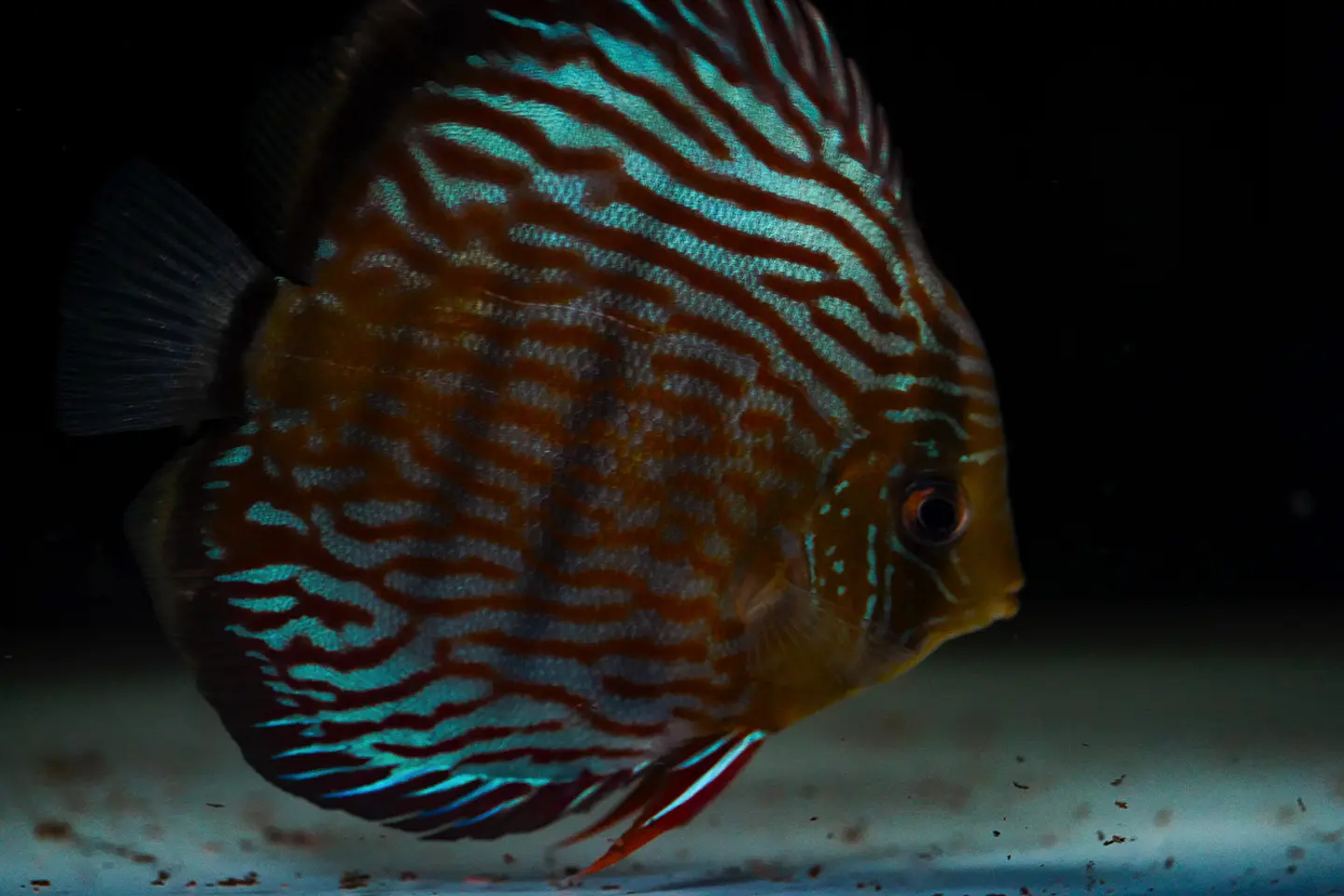 Iripixi Royal 5