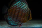 Iripixi Royal - Thumbnail 5