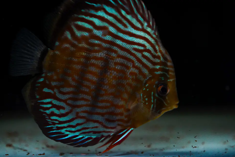 Iripixi Royal 5