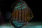 Iripixi Royal - Thumbnail 7