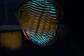Iripixi Royal - Thumbnail 6