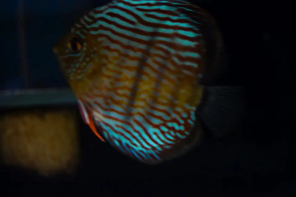 Iripixi Royal 6