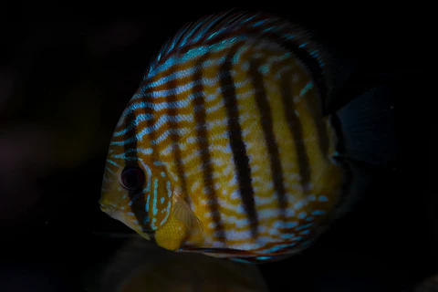 Golden Royal