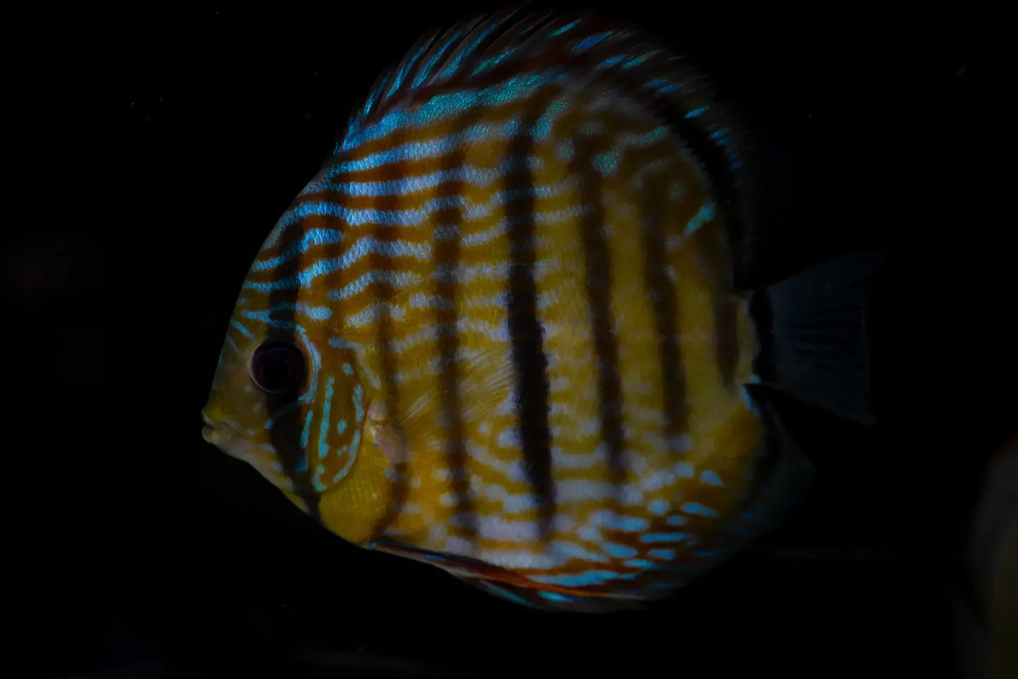 Golden Royal 3
