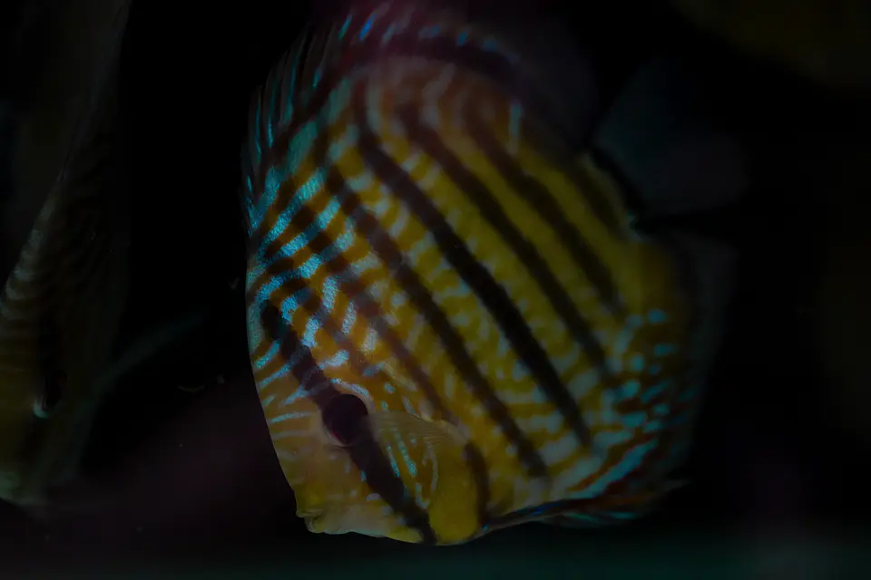 Golden Royal 6