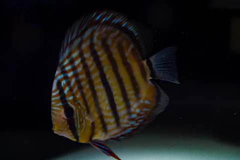 Golden Royal