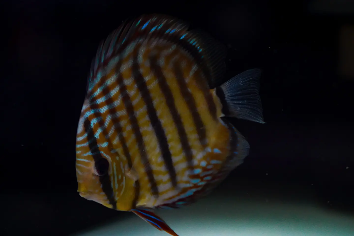 Golden Royal 1