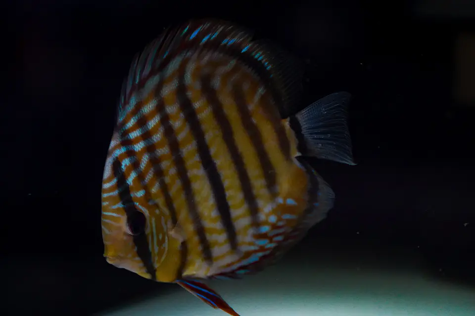 Golden Royal 1