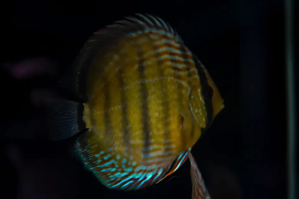 Golden Royal 5