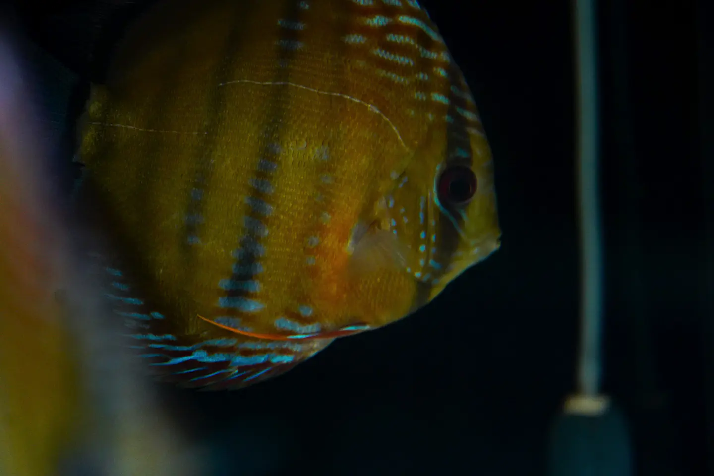 Golden Ica Bar 2