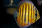 Golden Ica Bar - Thumbnail 4
