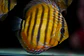 Golden Ica Bar - Thumbnail 1
