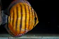 Golden Ica Bar - Thumbnail 6