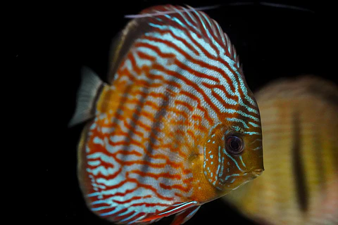Iripixi Royal