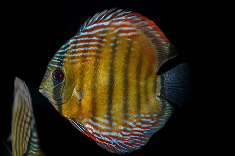 Iripixi Semi Royal