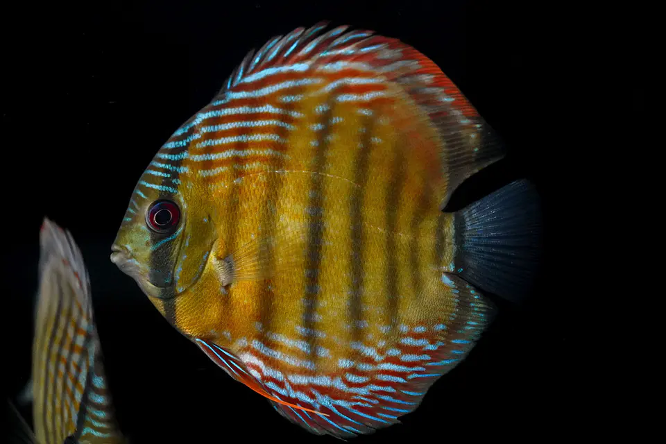 Iripixi Semi Royal 1