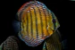 Iripixi Semi Royal - Thumbnail 9