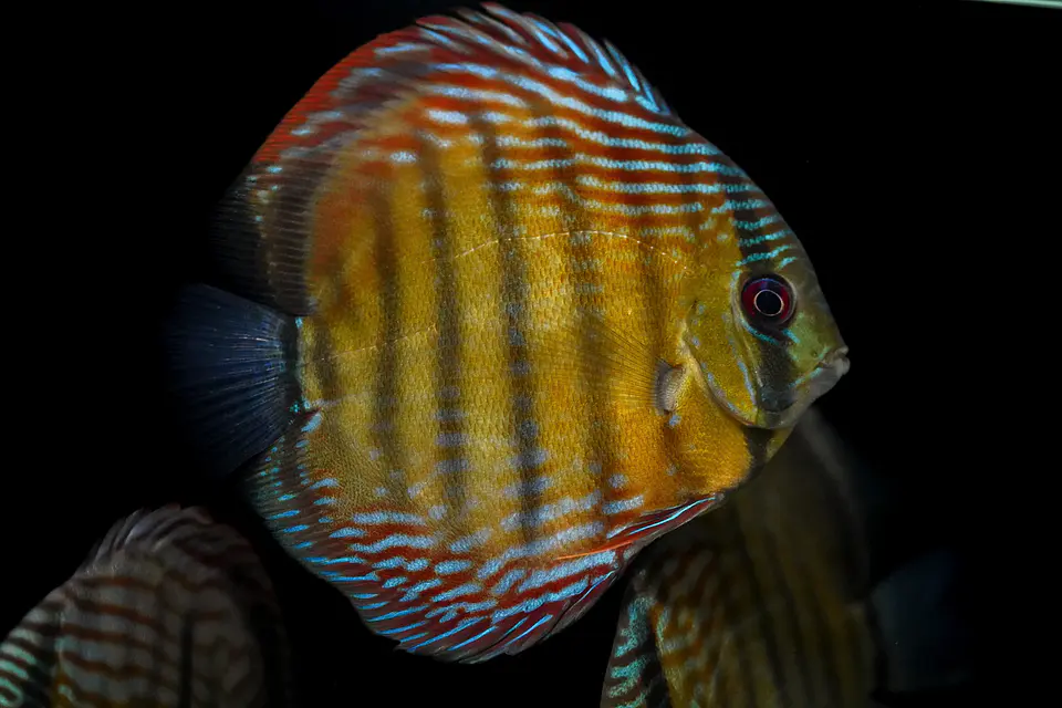 Iripixi Semi Royal 9