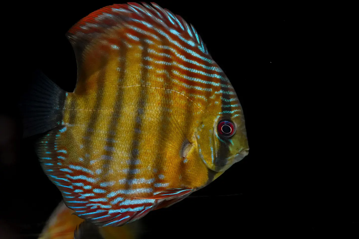 Iripixi Semi Royal 11