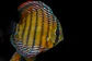 Iripixi Semi Royal - Thumbnail 11
