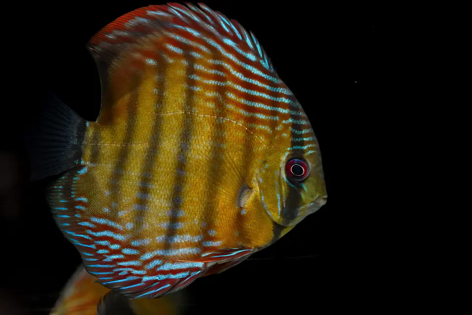 Iripixi Semi Royal 11