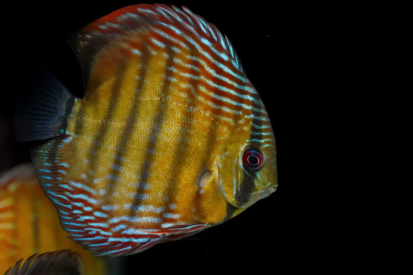 Iripixi Semi Royal 5