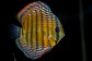 Iripixi Semi Royal - Thumbnail 13