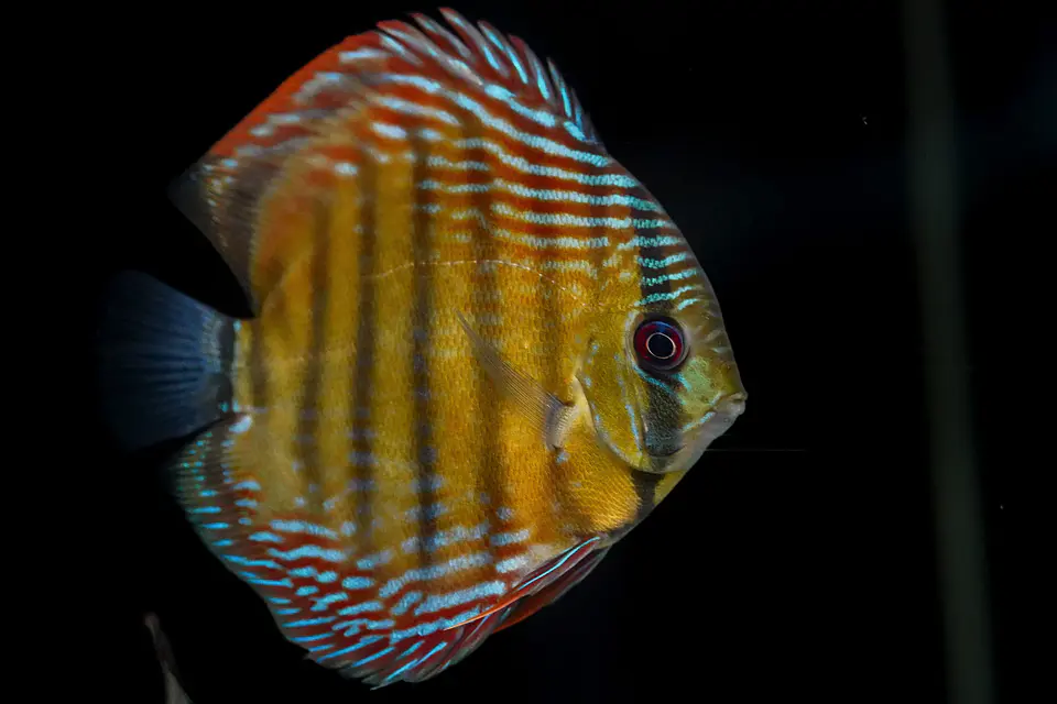 Iripixi Semi Royal 13