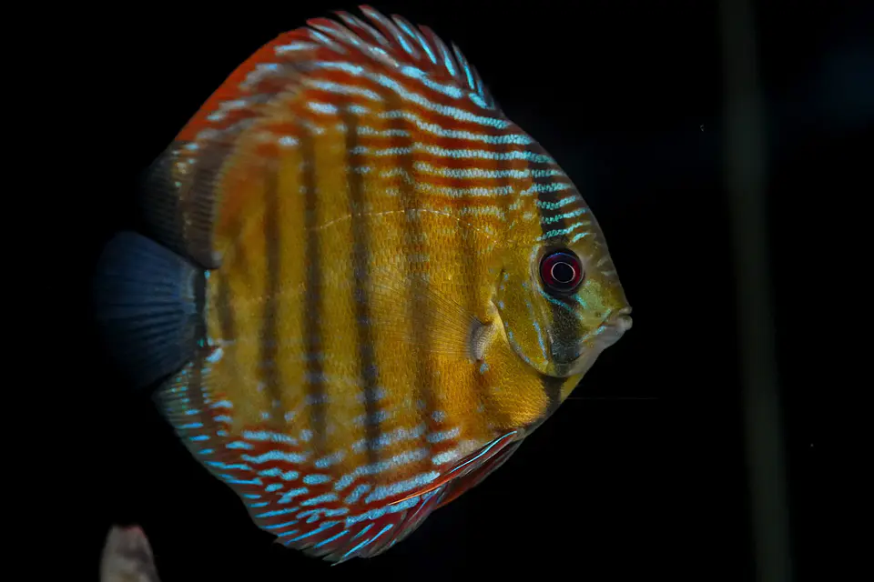 Iripixi Semi Royal 14
