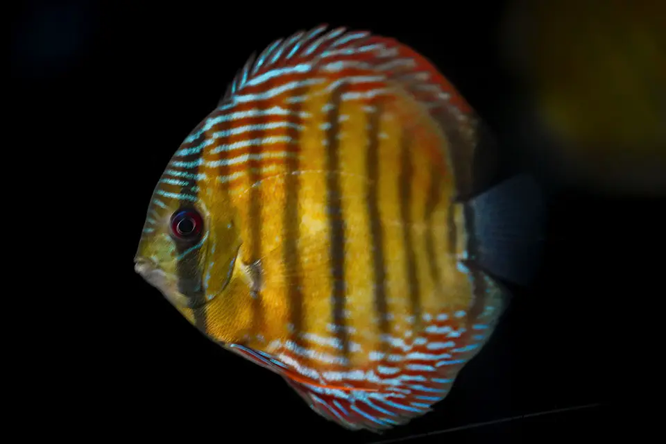 Iripixi Semi Royal 6