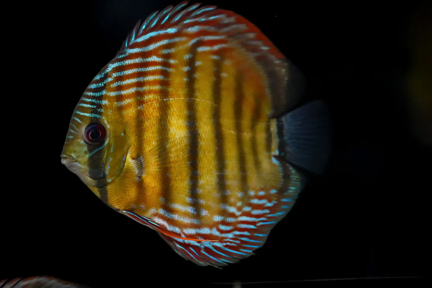 Iripixi Semi Royal 4
