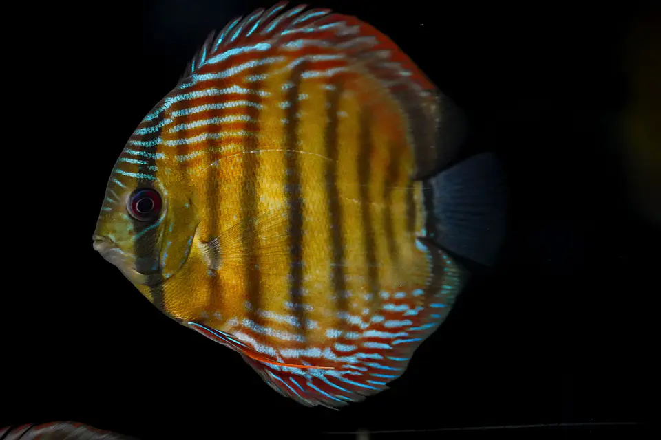 Iripixi Semi Royal 4