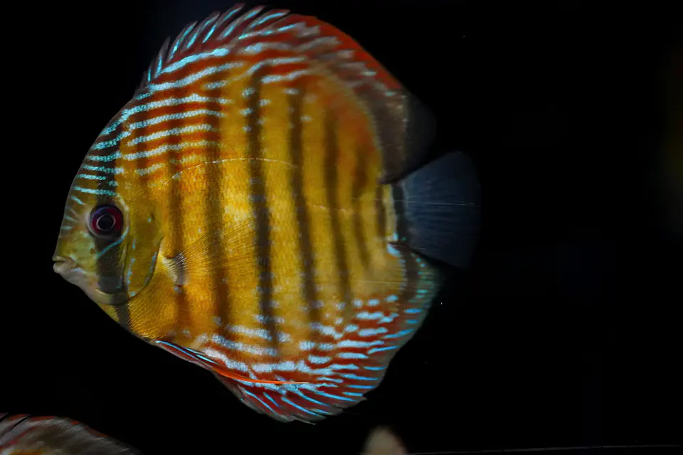Iripixi Semi Royal 8