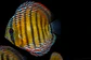 Iripixi Semi Royal - Thumbnail 12