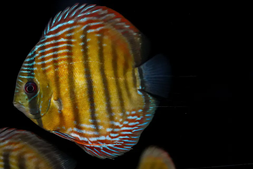 Iripixi Semi Royal 12
