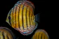 Iripixi Semi Royal - Thumbnail 10
