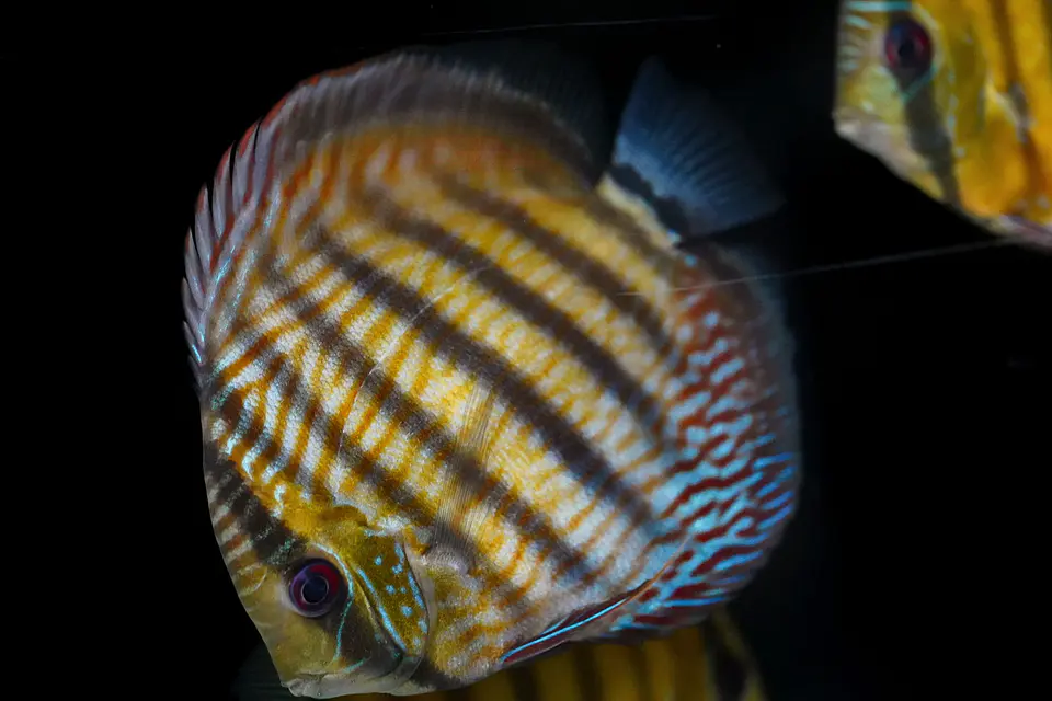 Iripixi Semi Royal 3