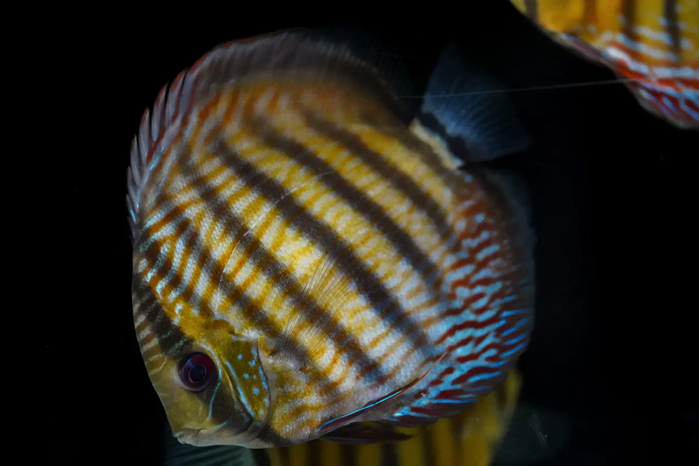 Iripixi Semi Royal 1