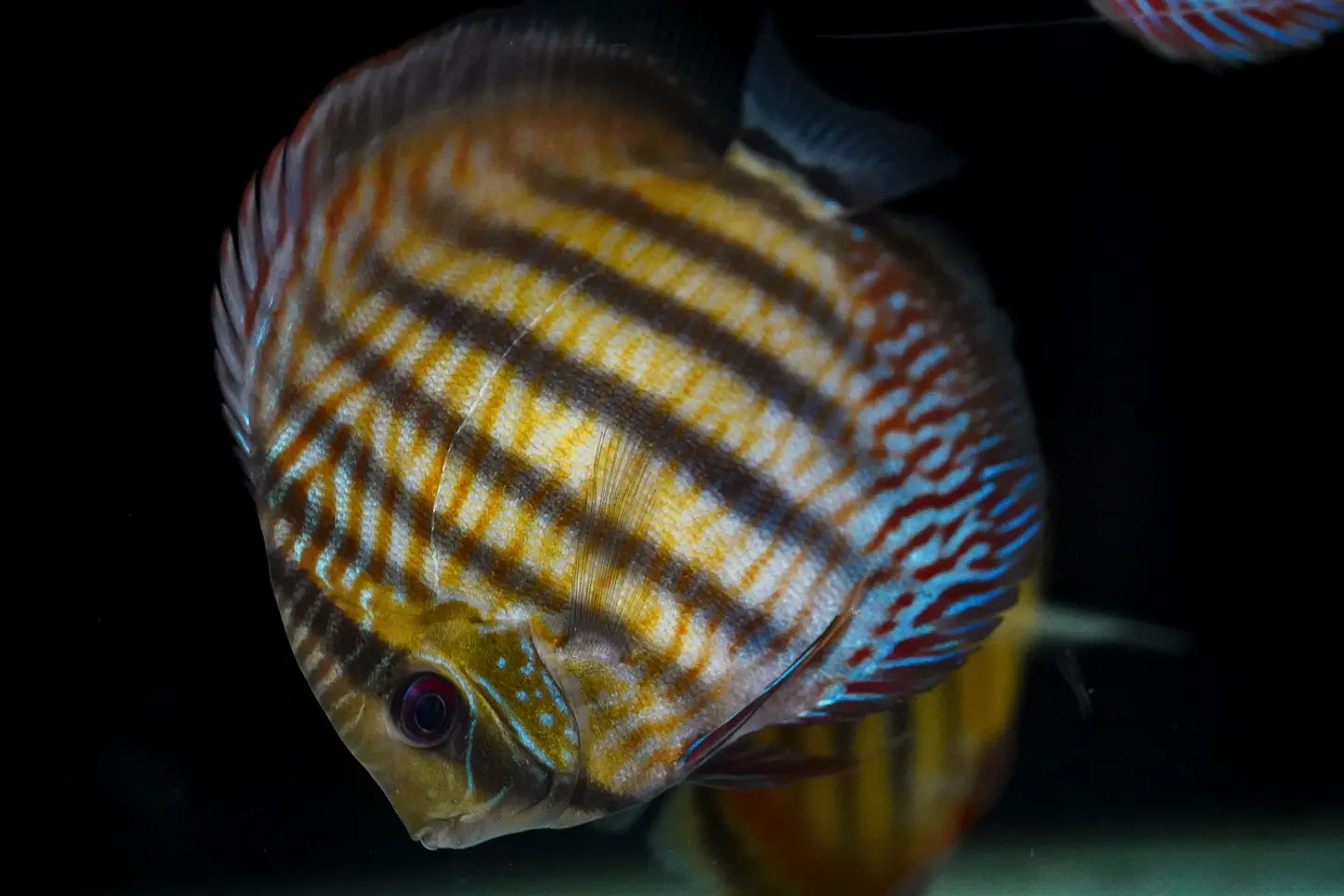 Iripixi Semi Royal 5