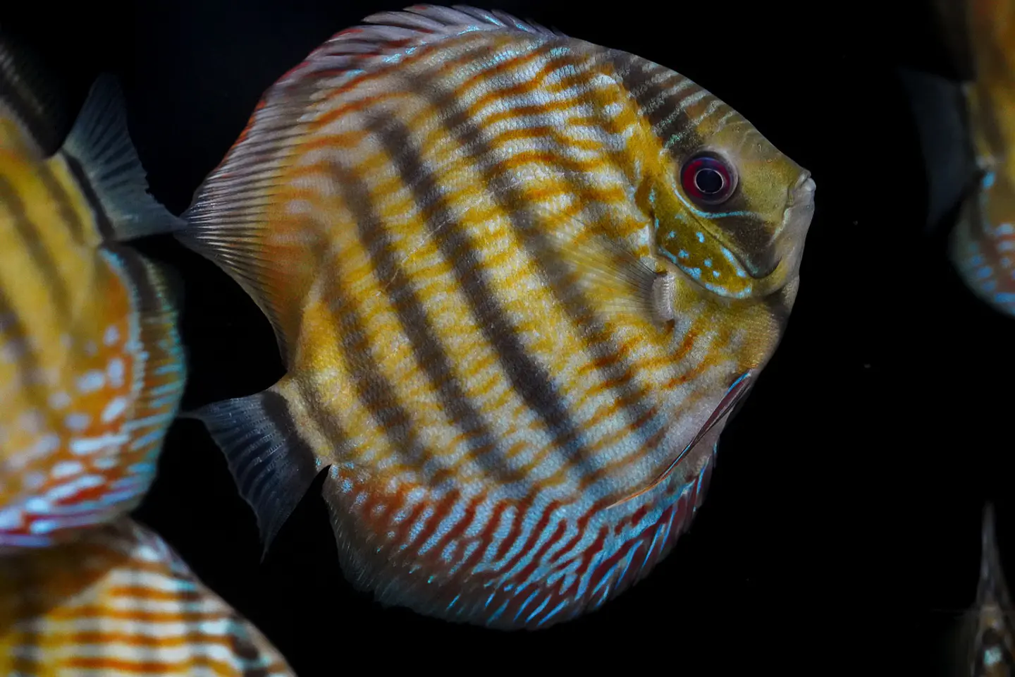 Iripixi Semi Royal 4