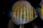 Iripixi Semi Royal - Thumbnail 6