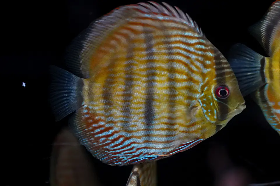 Iripixi Semi Royal 6