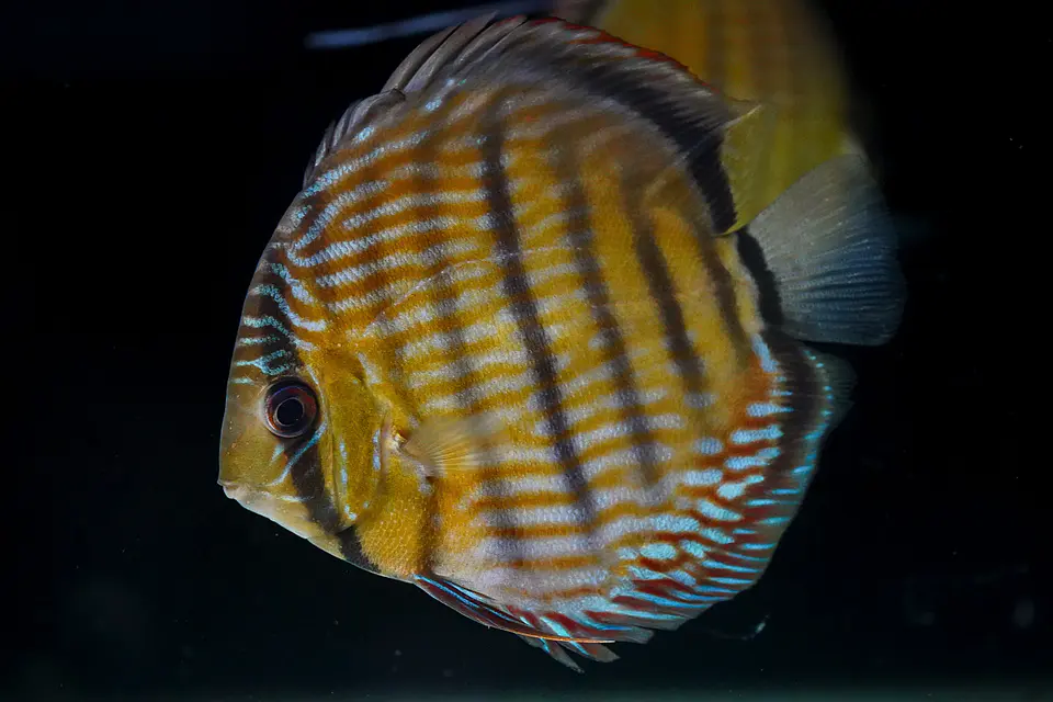 Iripixi Royal 2