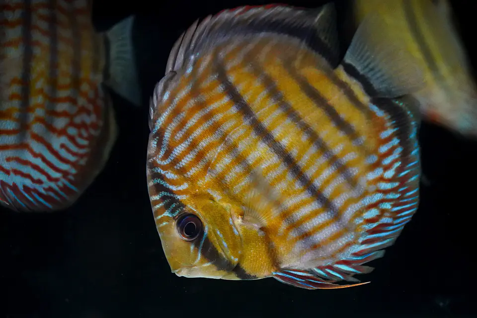 Iripixi Royal 1